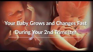 Your Growing Babys Changes Through the Second Trimester  WebMD