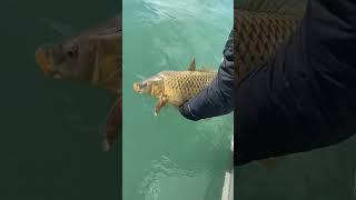 #fishing #lakemichigan #carp #carpfishing #fishrelease #pearljam #release #grunge #shorts #vedder