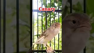 Canary Bird Singing  Suara Burung Kenari Gacor Panjang