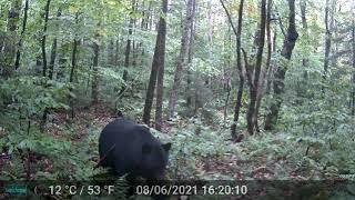 Black bear in Lamoille County VT recorded 9222022