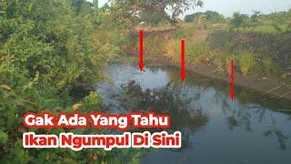 Gak Ada Yang Menduga  Nyatanya Ikan Ngumpul di Sungai Sedangkal Ini