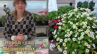 Какие цветы я сею в апреле