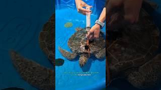Day in the Life of a Rescue Sea Turtle  #savetheturtles #rescueanimal #seaturtles