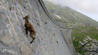 This animal defies gravity to climb to the top of dam