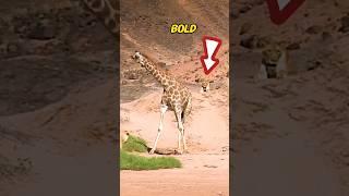 What Happened To Baby Giraffe  What A Tragic #short #animals #wildanimals