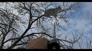 UFO passes by as I Blowgun a Bobcat