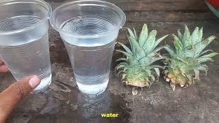 How To Grow Pineapple faster roots - Agricultural Garden