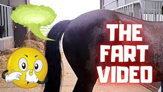 Funny horse fart video April Fools Day Friesian Horses.
