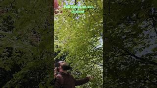 Beech Leaves - Wild Edible & Medicinal Leaves #shorts #beech #asmr