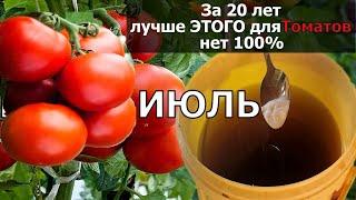 Всего 1гр в Июле Томаты Вмиг Заплодоносят Фитофторы у помидор Не Будет Никогда Подкормите в Июле