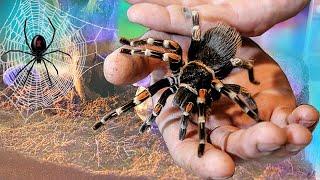 What if KARAKURTA TARANTULA and TARANTULA ARE SET IN ONE TERRARIUM?