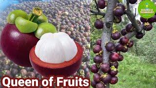 Amazing Mangosteen Farming Expert Tips for Successful Mangosteen Farming Modern Agriculture 2023