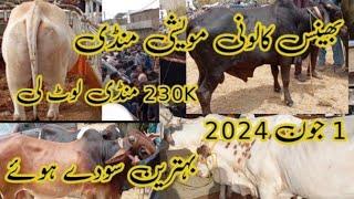 Bhains colony cow Mandi latest price update  Mandi sasti ha ab Tak 2024 #mandi