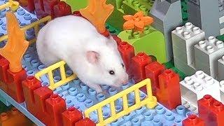 Hamster A-MAZE-ING LEGO Obstacle Course