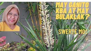 SNAKE PLANT FLOWER MAY HATID NA SWERTE @NODADOTEAM