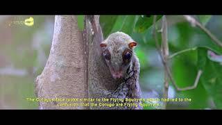 Colugo or flying Lemur documentary