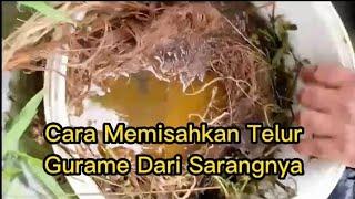 CARA MEMISAHKAN TELUR GURAME DARI SARANGNYA#budidaya #gurame #pertanian