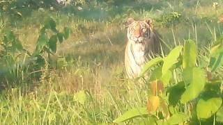 A Giant Royal Bengal Tiger in its free style mood