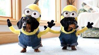 Dachshund in minion suit. The funny video with a dachshund