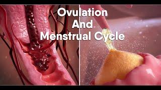 ovulation and menstrual cycle often called periodmedical animationDandelionTeam #ovulation #period