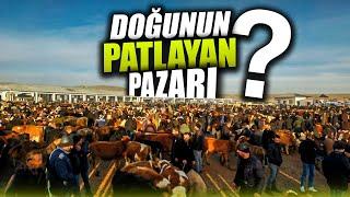 Kars Hayvan Pazarı Son Durum ?