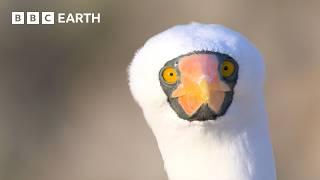 Extraordinary Nature Scenes in 4K  BBC Earth