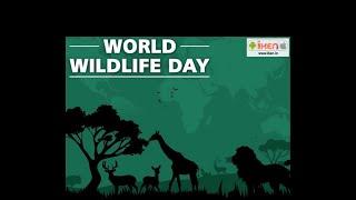 World Wildlife Day  iKen  #WorldWildlifeDay  #Shorts  #YouTubeShorts