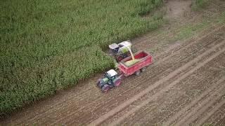 CLAAS Jaguar 950 der Agroprodukt Sonneberg bei der Mais-Ernte 2017 FullHD