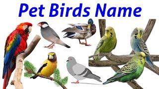Learn - Names of Pet Birds  Birds for Kids in English  Pet  Domestic Birds Name  Kids Learn ABCD