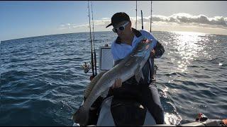 Fishing with Live Bait for Jew Fish & Monster Cobia Ep36