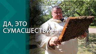 Гладит пчёл и собирает тонны мёда У этого пасечника даже дом в виде соты  Как нужно любить пчёл?