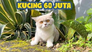 KOMPILASI VIDEO KUCING RUSIA 60 JUTA