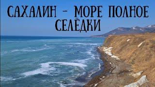 Сахалин - селёдка пошла на нерест море кипит от рыбы #природа #сахалин #море #рыбалка