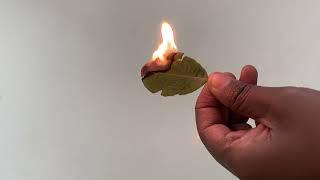 Burn bay leaf in your Roon and watch what happen