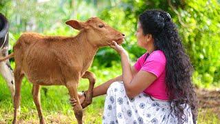 My favourite milky chocolate With sweet winter melon taste  Poorna - The nature girl 