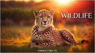 Rare Wildlifes Epic Showdowns in 4K - Jungle Warriors  Scenic Cinema