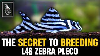 How to Breed Zebra Plecos  L046 Zebra Pleco Breeding & Caring Guide  Serendib Aquatics