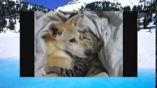 Поборка видео с веселыми животными APRIL 2014