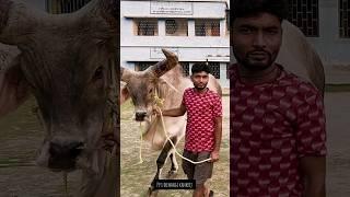 Biggest kankrej OX of 2024 #kankrej #kankraj #kankarej #shorts #viral #trending