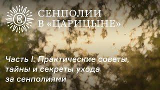 Сенполии в Царицыне. Часть I. Практические советы тайны и секреты ухода за сенполиями.