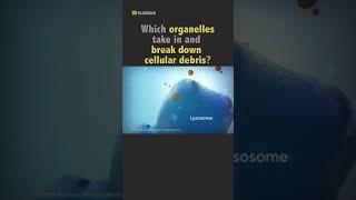 Biology Quiz Which organelles take in and break down cellular debris?