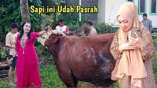 Momen Menjelang Pemotongan Sapi Qurban Jumbo  Qurban Sapi Idul Adha 1445 H 2024