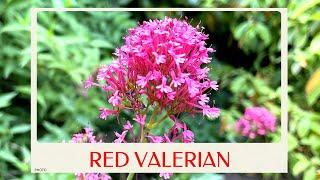 calm journey into the realm of beautiful red valerian  centranthus ruber