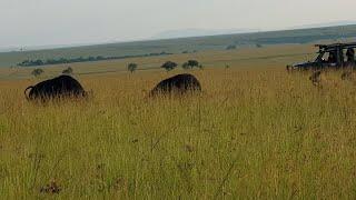 Buffalo bull saves buffalo cow from lion pride