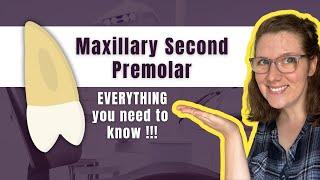 Maxillary Second Premolar  The Definitive Tooth Anatomy Study Guide for Dental Students