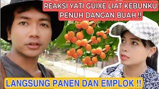 REAKSI YANTI GUIXE LIAT KEBUNKU PENUH DENGAN BUAH  AUTO PANEN DAN LANGSUNG EMPLOK BUAH 