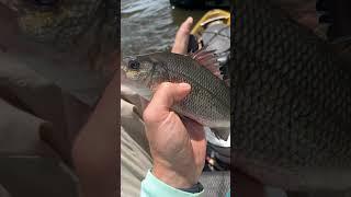 Jigging Up Jumbo White Perch