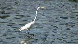 Great egret hunts for fish in Mississippi River Moline Illinois USA