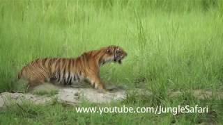 Kishanpur Tiger Reserve Tiger Attack on tourist vechile