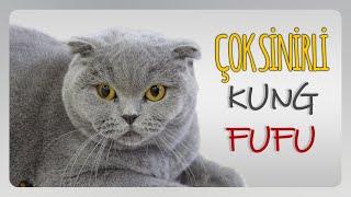 Hırçın Kedi KUNG-FUFU Hem Tatlı Hem Sinirli Kedi FUFU